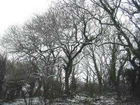 Mature trees in Winter