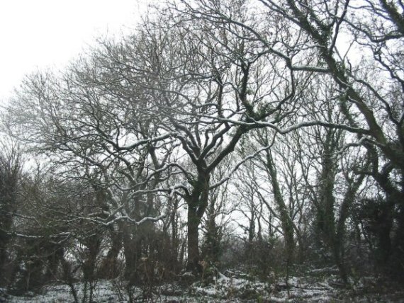 Howardian Local Nature Reserve Snow 2010