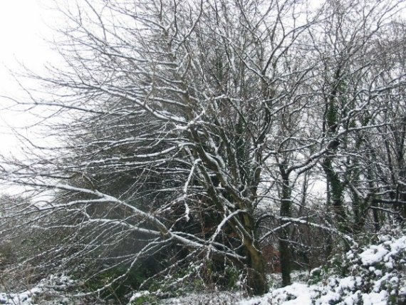 Howardian Local Nature Reserve Snow 2010