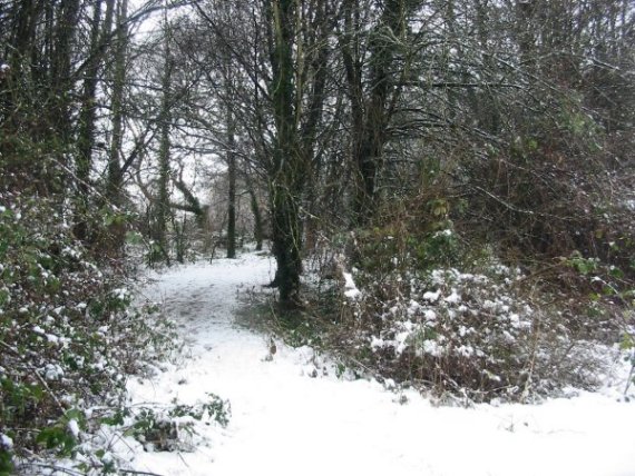 Howardian Local Nature Reserve Snow 2010