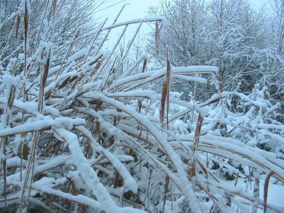 Howardian Local Nature Reserve Snow 2010