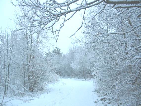 Howardian Local Nature Reserve Snow 2010