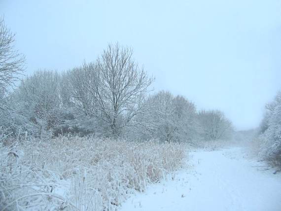 Howardian Local Nature Reserve Snow 2010