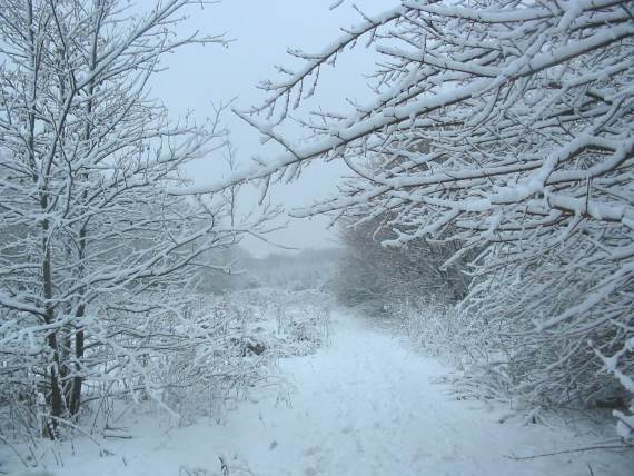 Howardian Local Nature Reserve Snow 2010