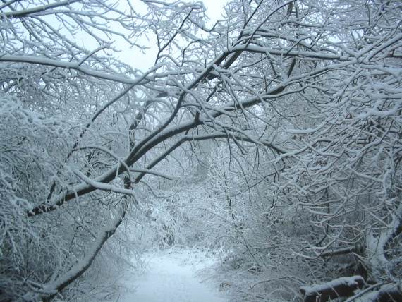 Howardian Local Nature Reserve Snow 2010