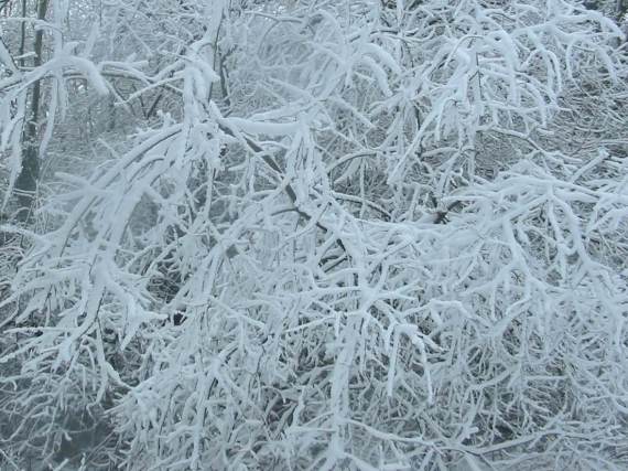 Howardian Local Nature Reserve Snow 2010