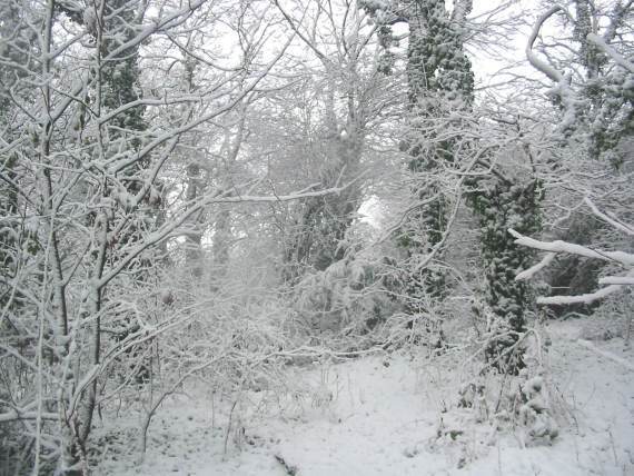 Howardian Local Nature Reserve Snow 2010