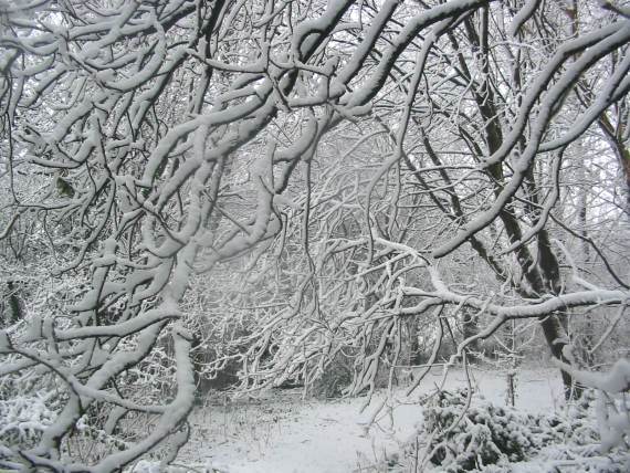 Howardian Local Nature Reserve Snow 2010