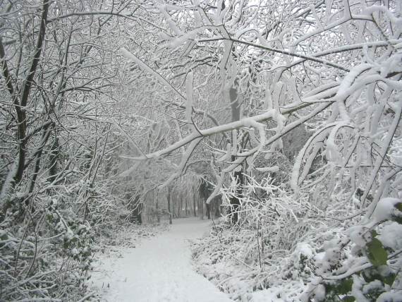 Howardian Local Nature Reserve Snow 2010