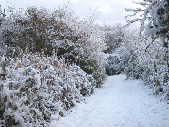 Howardian Local Nature Reserve Snow Nov 2010