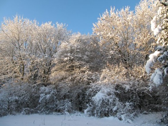Howardian Local Nature Reserve Snow 2009