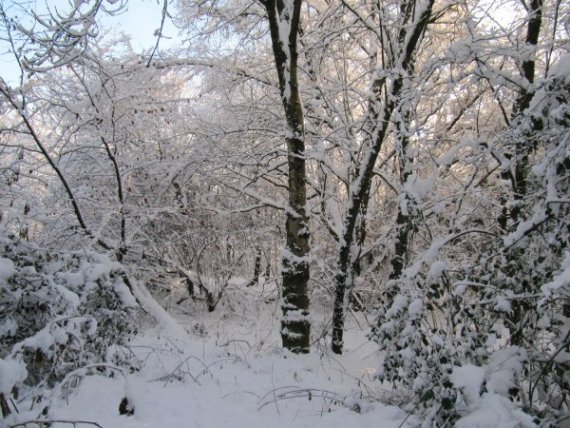 Howardian Local Nature Reserve Snow 2009
