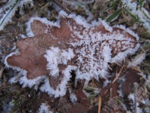 Ice crystals on Oak leaf
