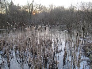 Iced Winter wetland at dawn