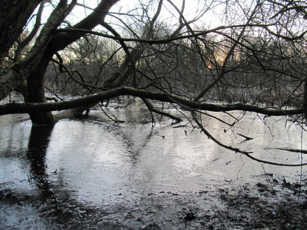 Howardian Local Nature Reserve Snow 2010