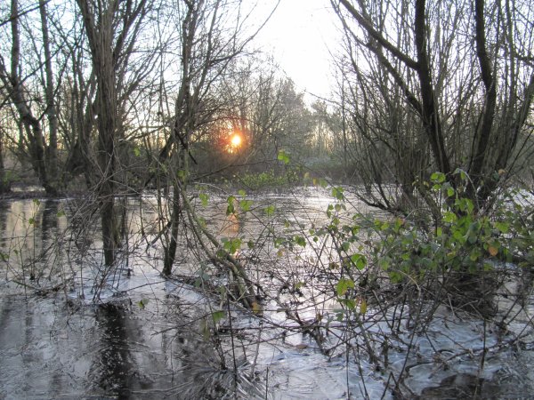 Howardian Local Nature Reserve Snow 2010
