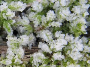 Square crystals on Moss
