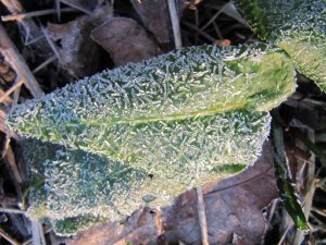 Ice crystals on Arun maculatum
