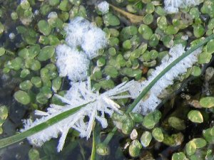Ice crystals on reed on iced pond