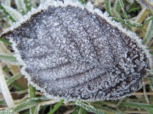 Ice crystals on leaf