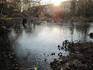 The pond ice laden at dawn