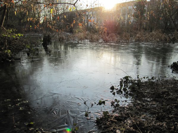 Howardian Local Nature Reserve Ice 2012