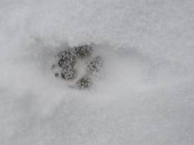 Fox footprint