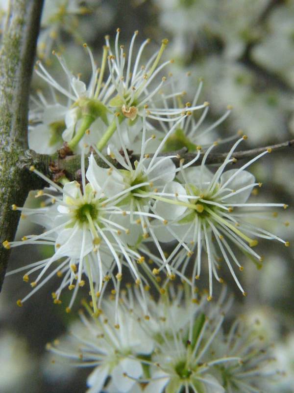 Howardian Local Nature Reserve Blackthorn, Sloe flower detail