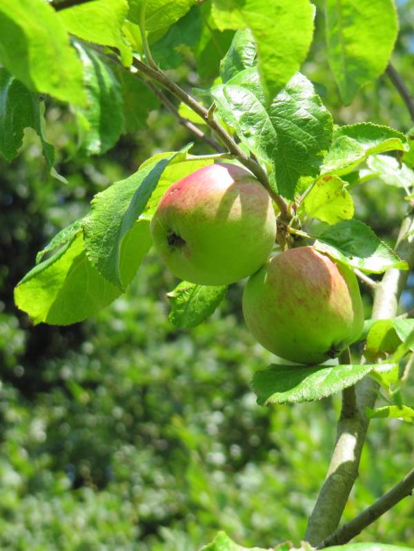 Howardian Local Nature Reserve Brith Mawr (Apple) fruit