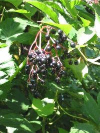 Elder berries