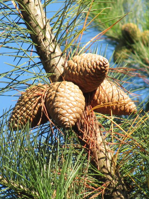Howardian Local Nature Reserve Monterey Pine fruit