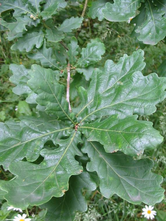 Howardian Local Nature Reserve Common Oak leaf