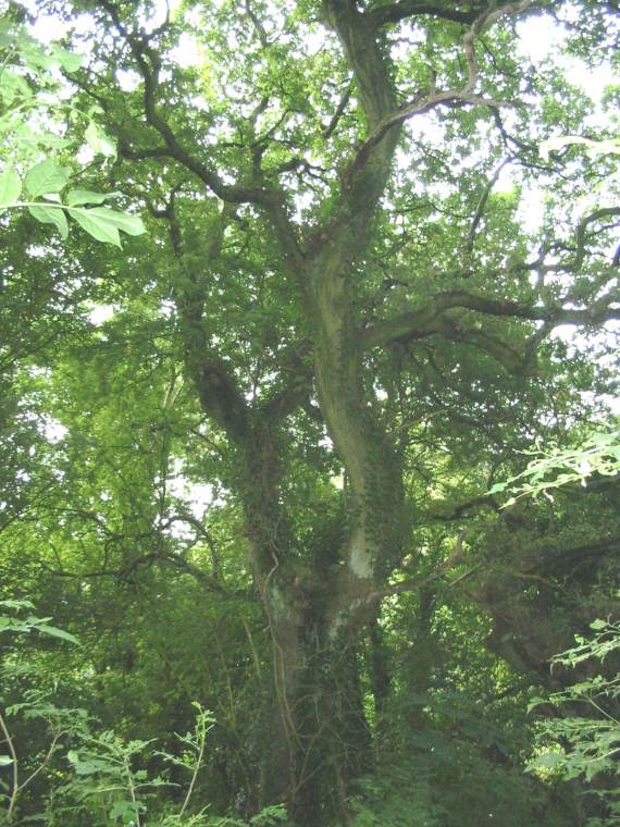 Howardian Local Nature Reserve Common Oak