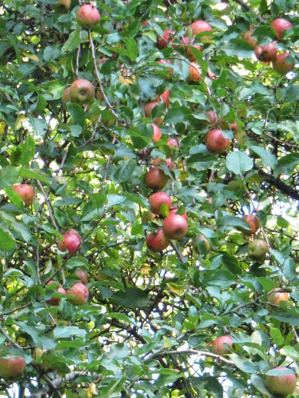 Howardian Local Nature Reserve Orchard Apple fruit