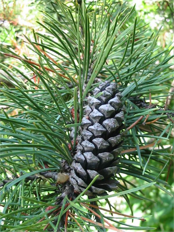 Howardian Local Nature Reserve Pitch Pine fruit
