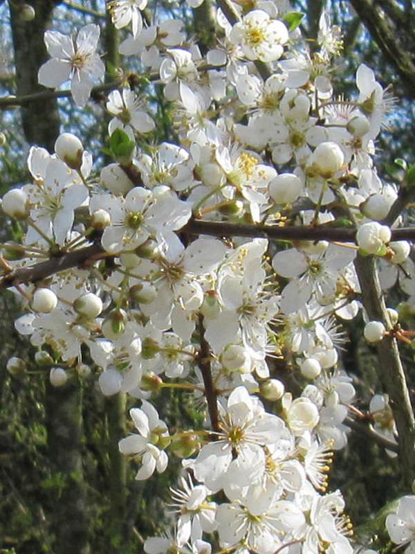 Howardian Local Nature Reserve Cherry/Myrobalan Plum flower