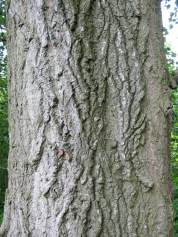 Poplar
  bark