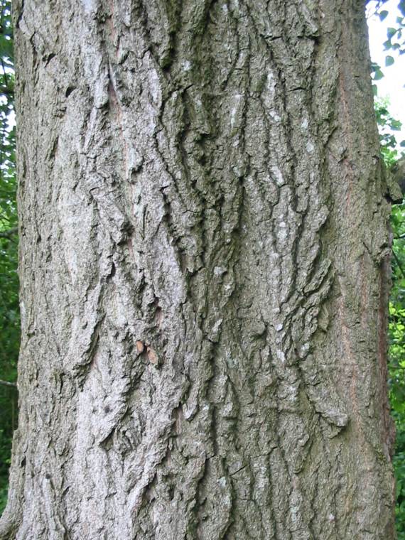 Howardian Local Nature Reserve Poplar bark