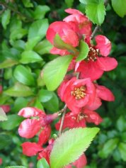 Maule's/Japanese Quince
  Flower