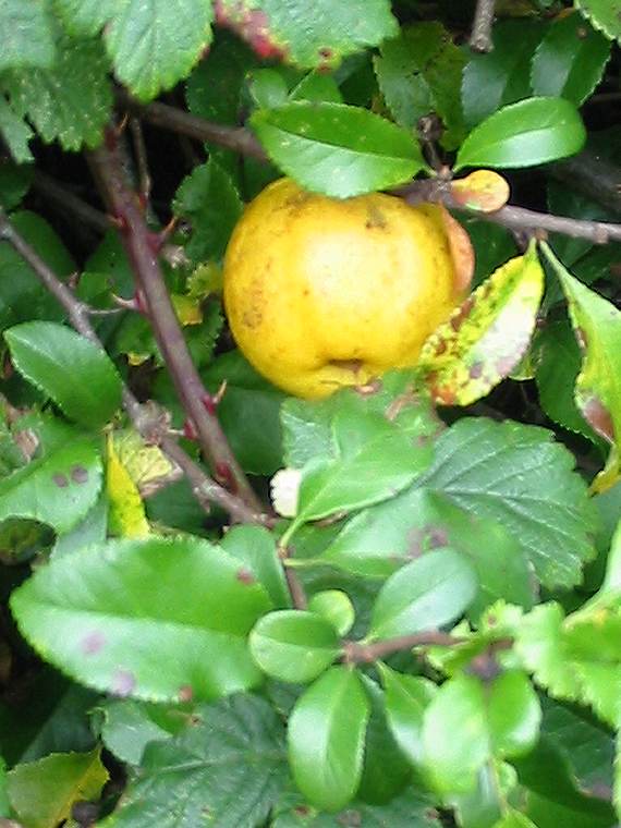 Howardian Local Nature Reserve Quince fruit