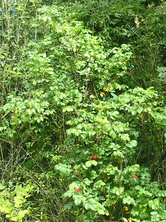 Howardian Local Nature Reserve Rowan, Mountain Ash fruit