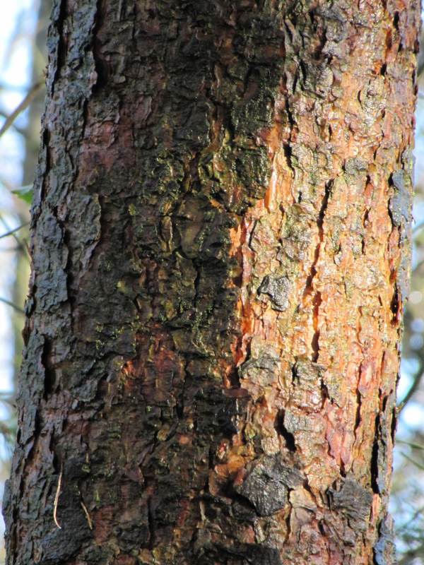 Howardian Local Nature Reserve Scots Pine bark