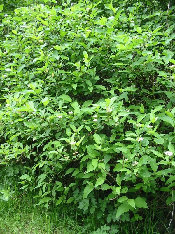 Howardian Local Nature Reserve Wayfaring Tree