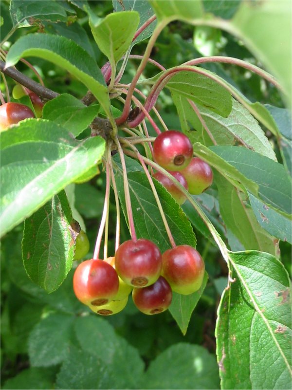 Howardian Local Nature Reserve Wild Cherry, Gean fruit