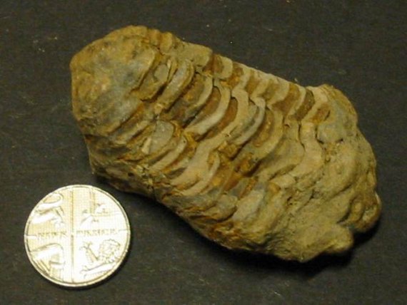 Howardian Local Nature Reserve
Trilobite, Calymene sp.