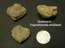 Howardian Local Nature Reserve
  Silurian Wenlock fossil
  Trigonirhynchia stricklandi