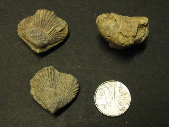 Howardian Local Nature
Brachiopod, Trigonirhynchia stricklandi